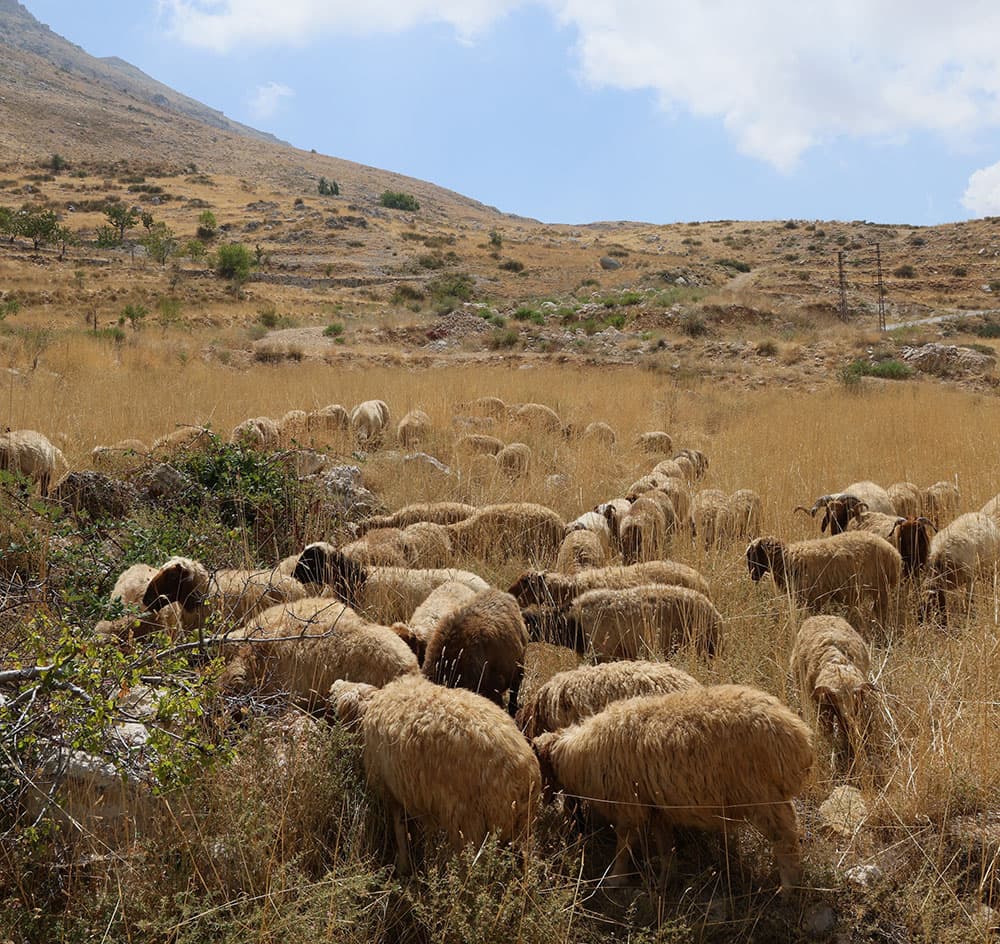Ecovalley farm in the Sannine mountains
