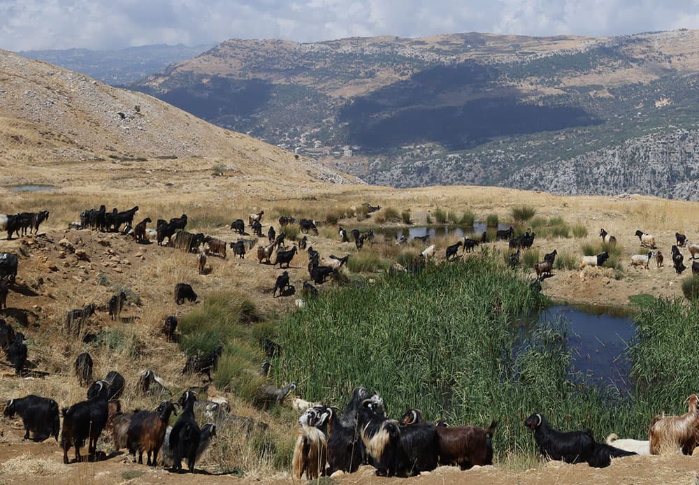 Ecovalley goats grazing on natural pasture